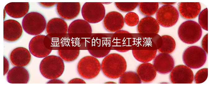 艾詩特蝦青素