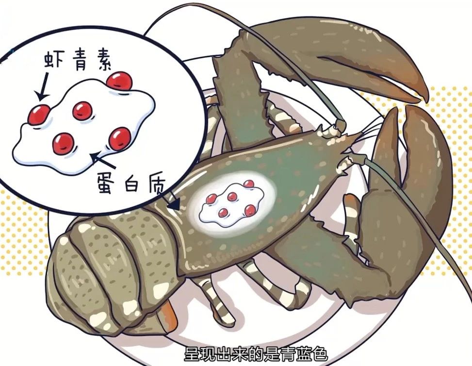 艾詩特蝦青素