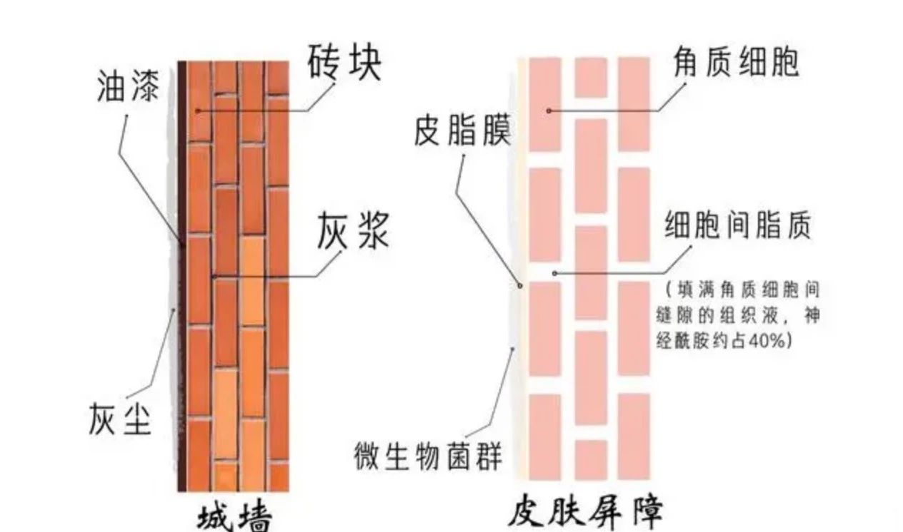艾詩特蝦青素