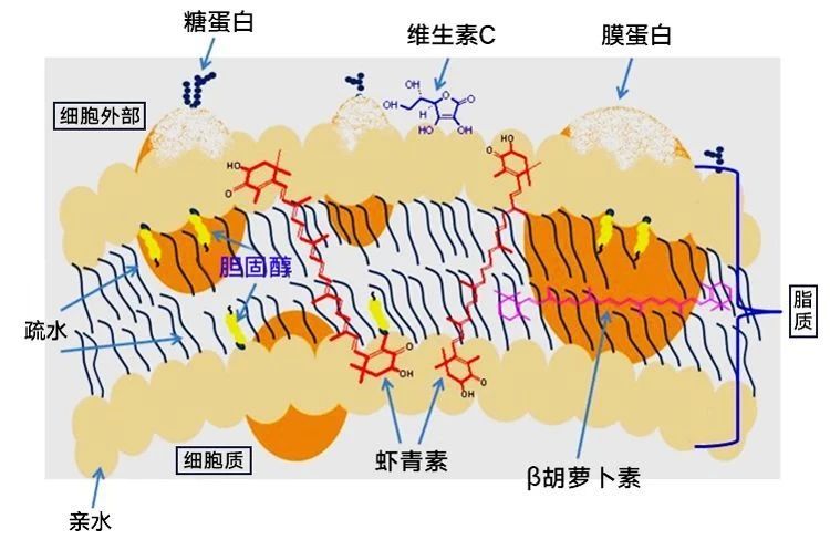 艾詩(shī)特蝦青素
