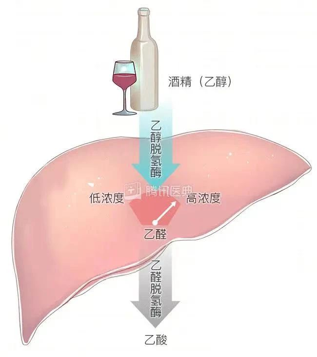 艾詩特蝦青素