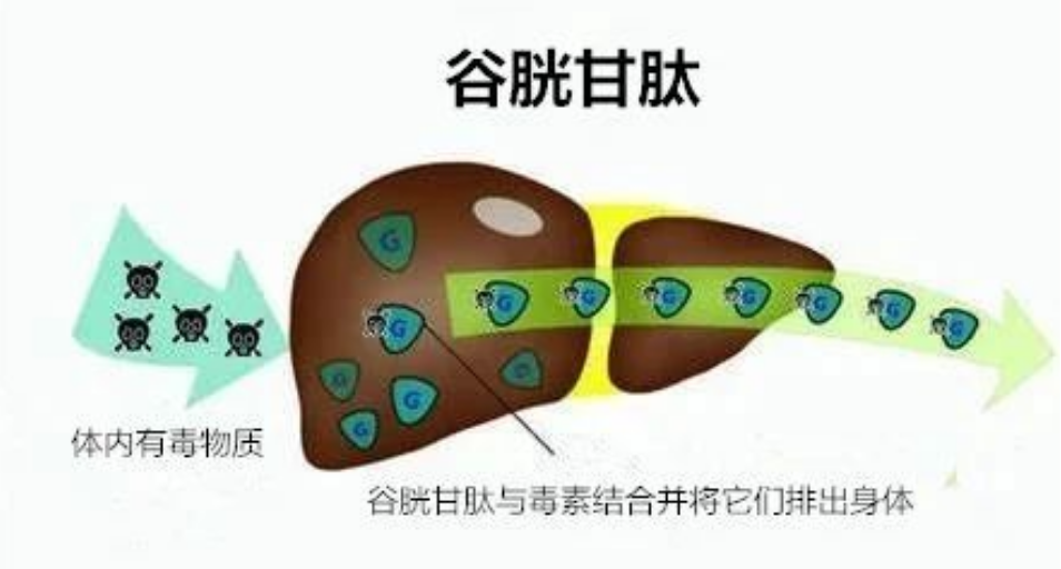 艾詩(shī)特蝦青素