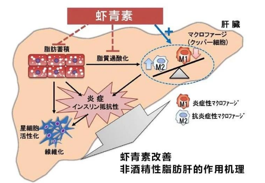 艾詩(shī)特蝦青素