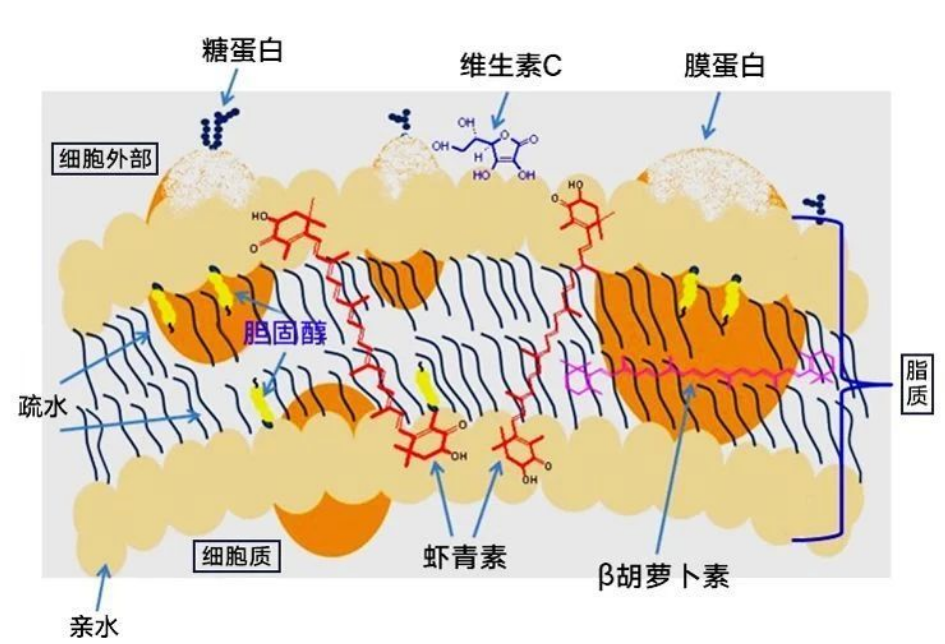艾詩特蝦青素