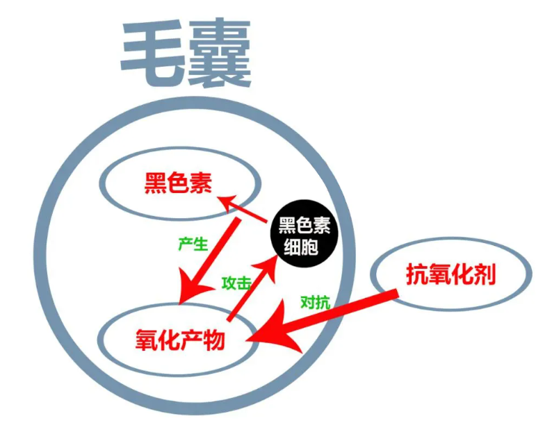 艾詩特蝦青素