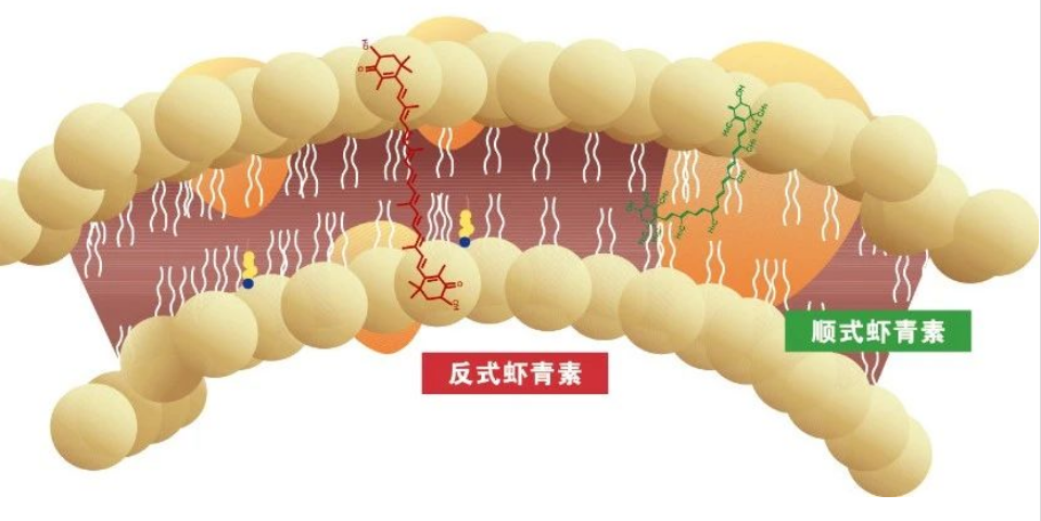 艾詩特蝦青素