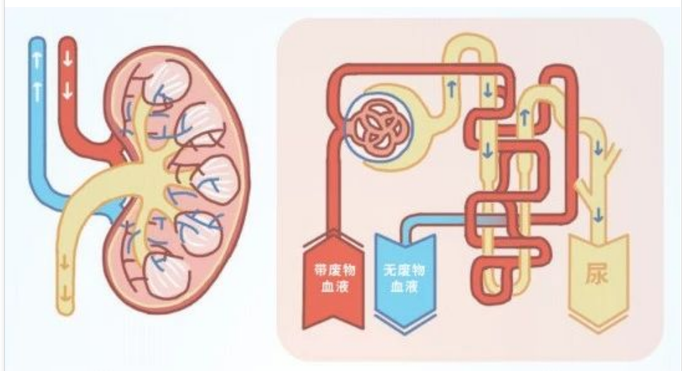艾詩(shī)特蝦青素