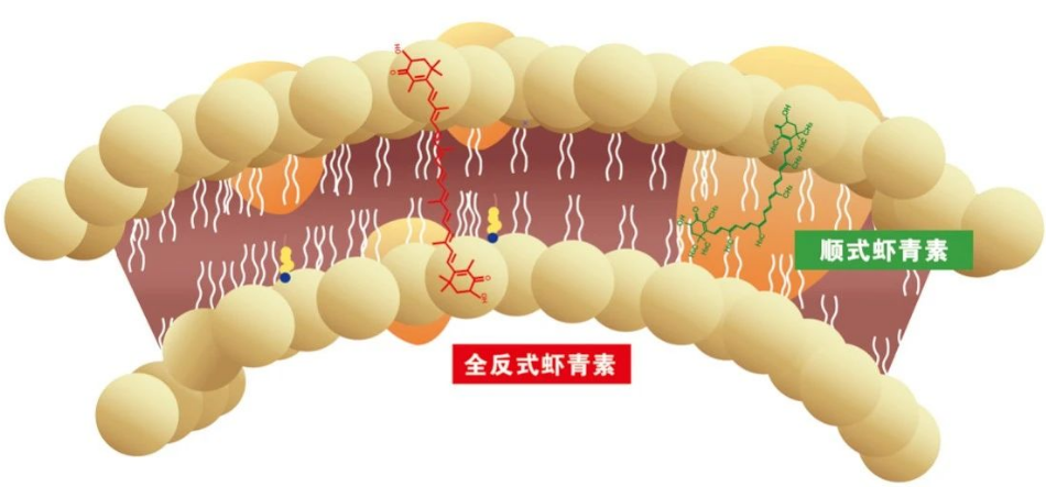 艾詩特蝦青素