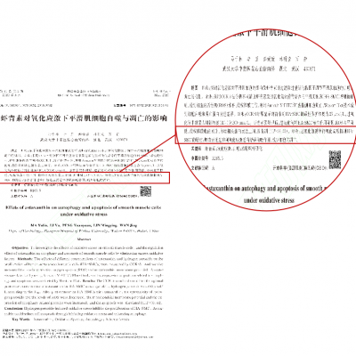 蝦青素對(duì)氧化應(yīng)激下平滑肌細(xì)胞自噬與凋亡的影響
